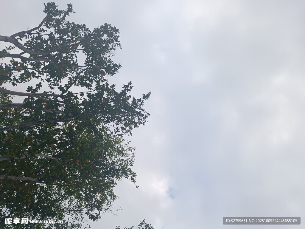 仰视天空中的繁茂绿树