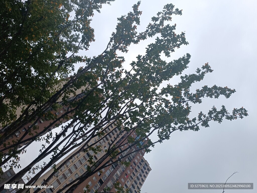 城市中林立的树木与高楼