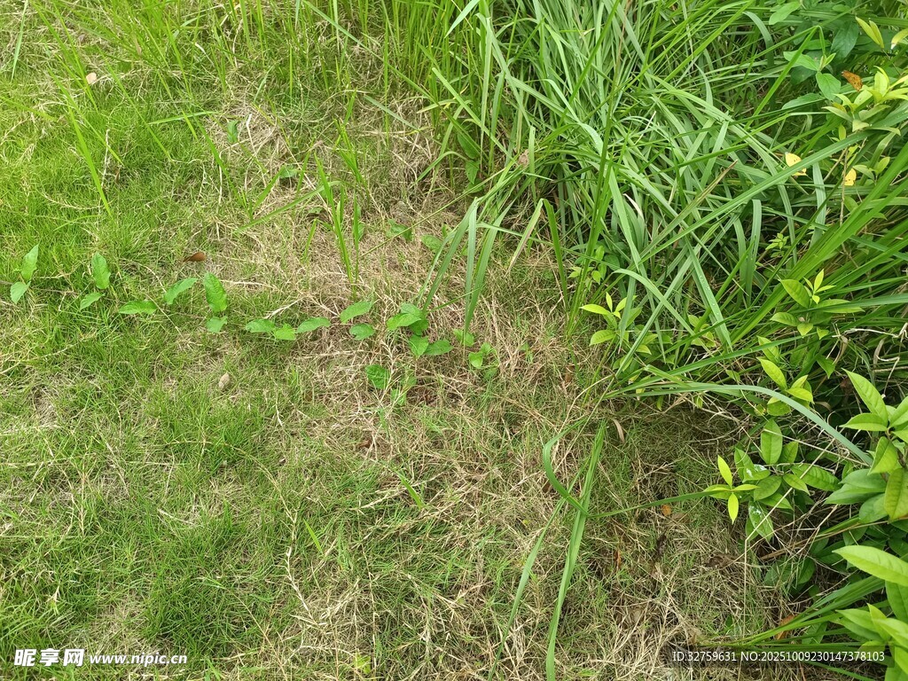 草地中的绿色植物景观
