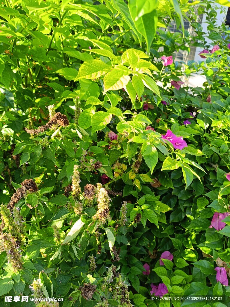 繁茂绿植间绽放的紫花