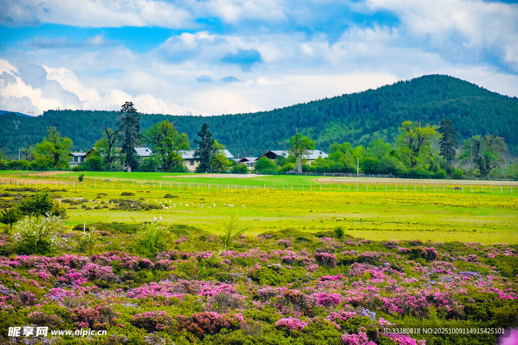 田园花海与远山美景