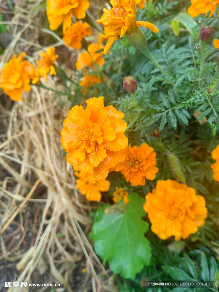 橙色万寿菊与干草景观