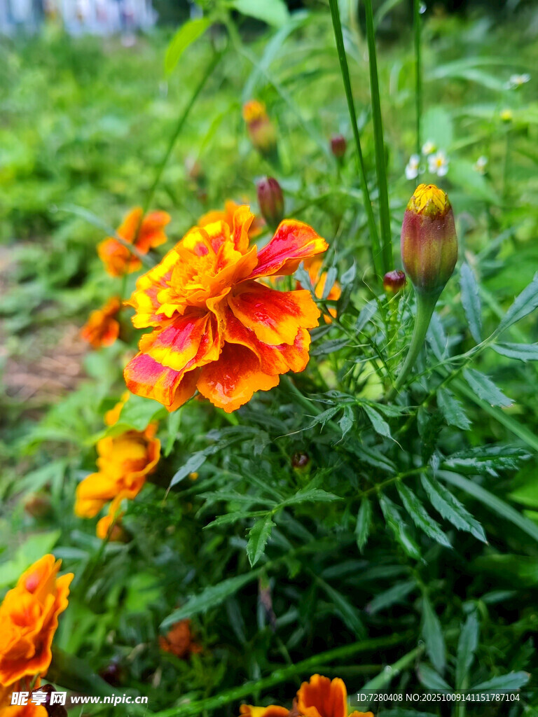 鲜艳多彩的盛开万寿菊