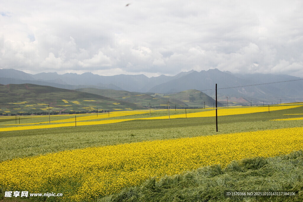 金黄油菜田与远山美景