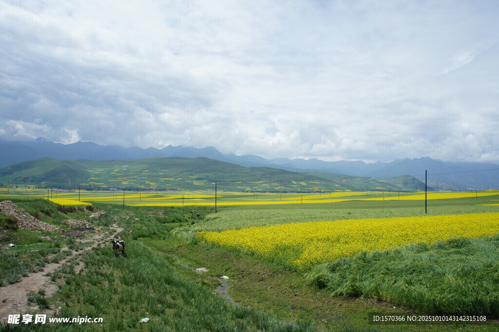 草原上的金黄油菜花田