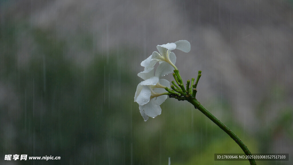 雨中绽放的白色小花