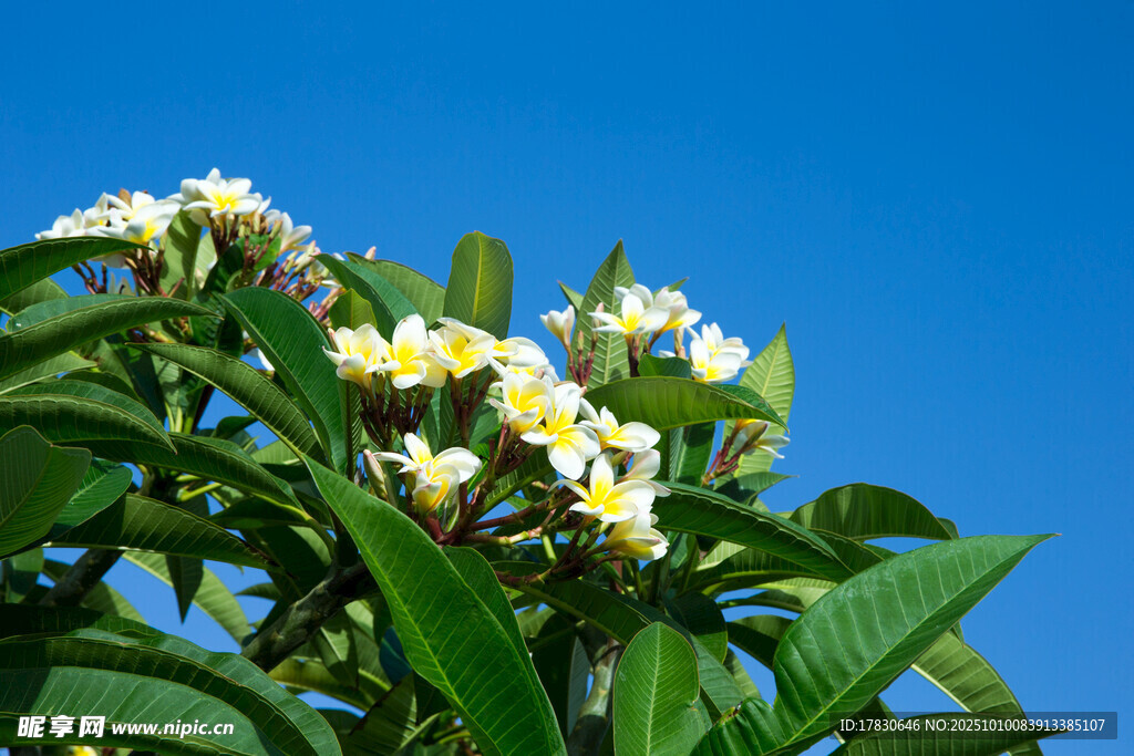蓝天下绽放的鸡蛋花