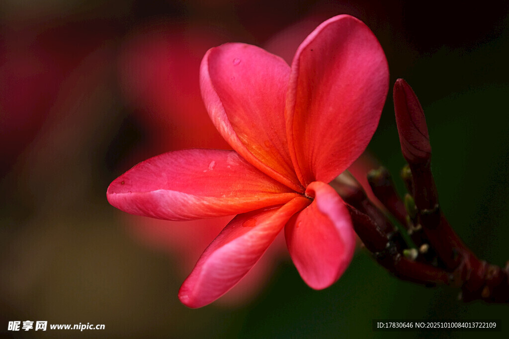娇艳红鸡蛋花特写