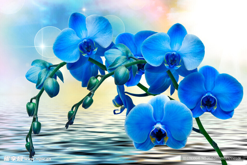 梦幻蓝兰绽放于水面