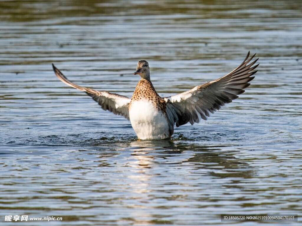 水鸟展翅于碧波之上