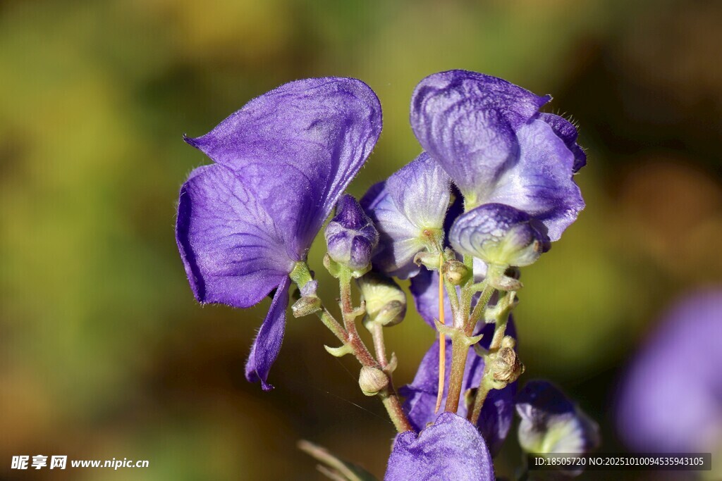 紫色娇艳花卉特写