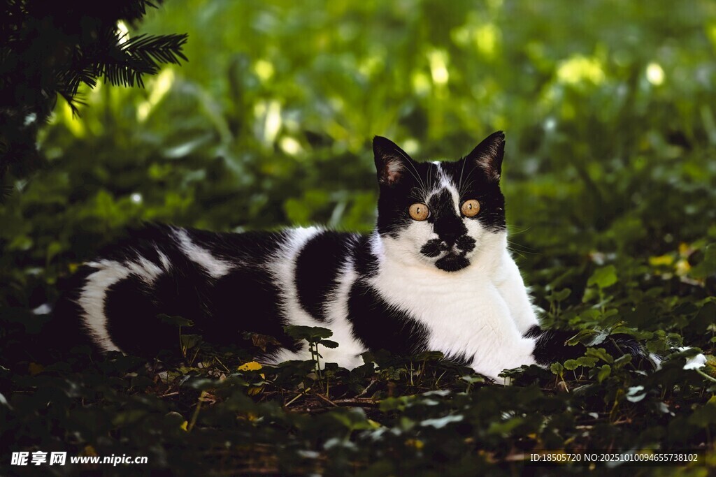 黑白小狗静卧绿植间