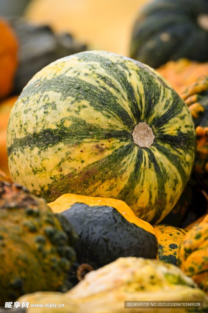 多彩南瓜堆叠展示