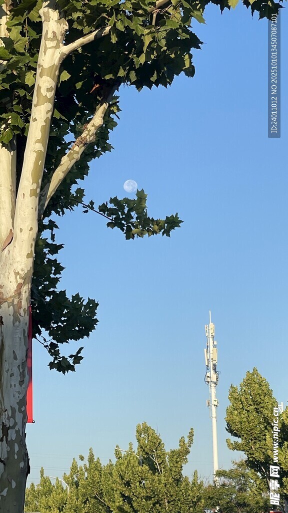 大树旁的高耸通信塔