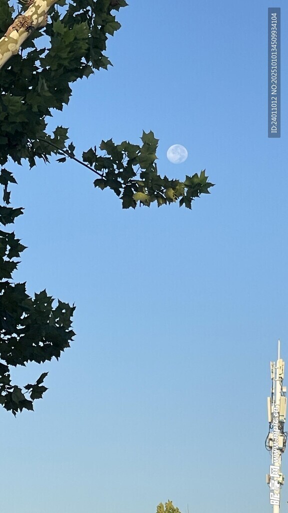 树梢旁的通信基站