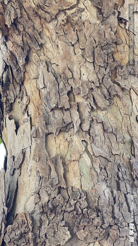 树皮纹理特写