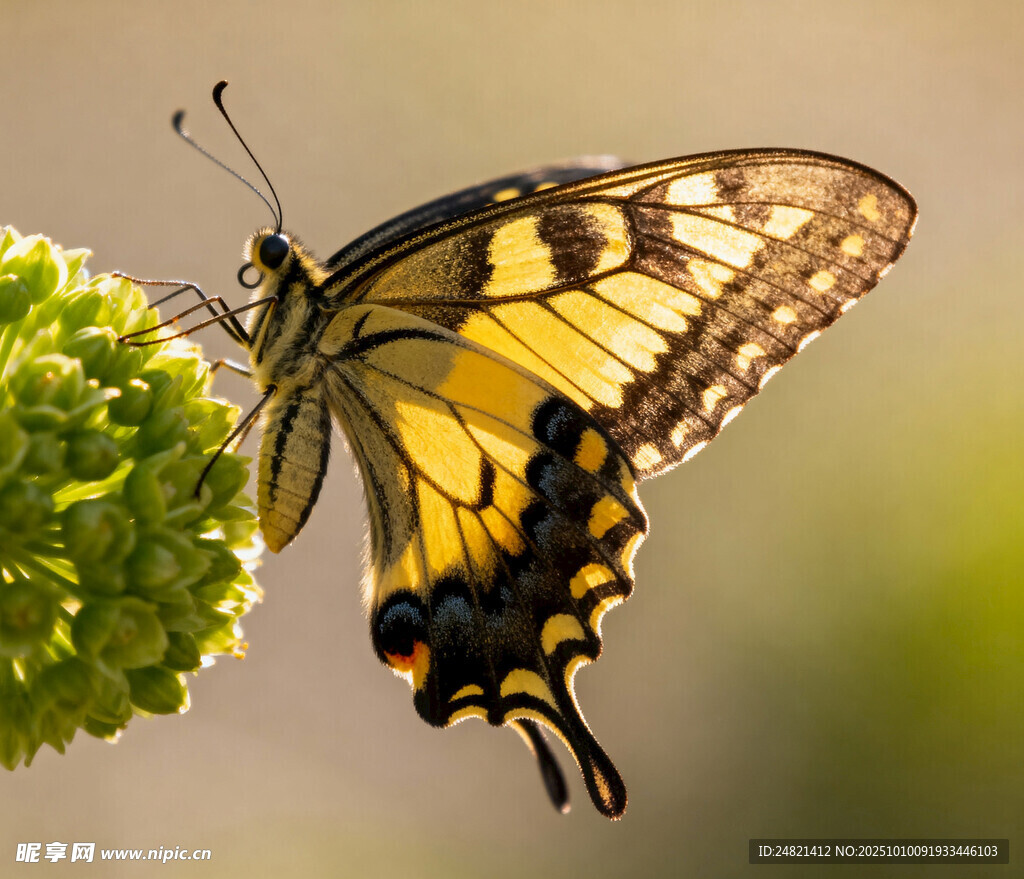 黄黑蝴蝶停驻绿色植物上