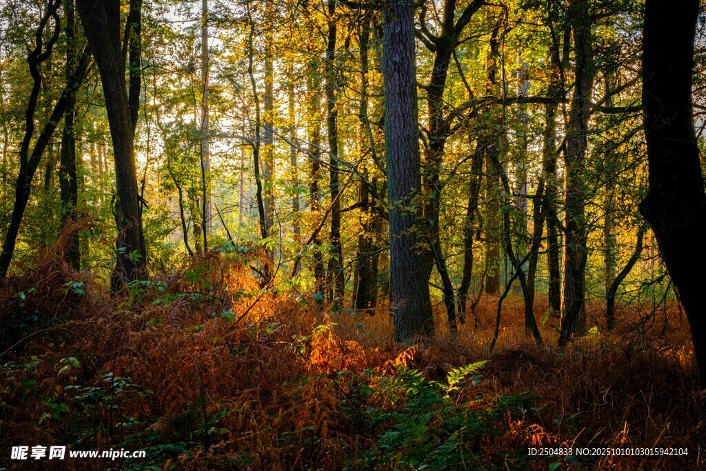 秋日林间光影美景