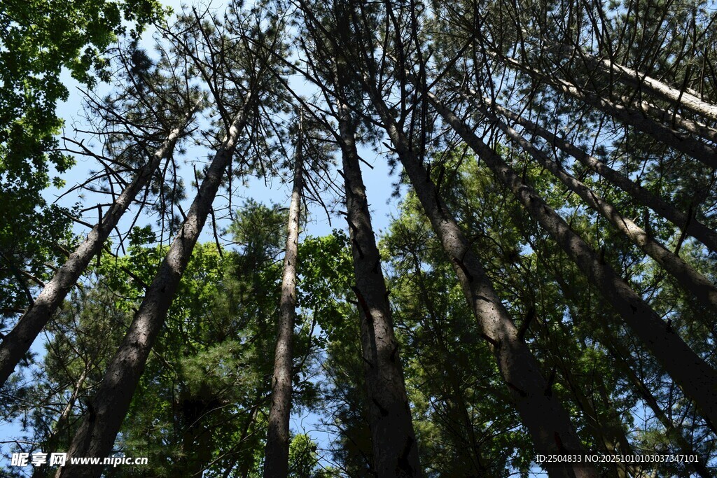 仰视茂密森林树木景观