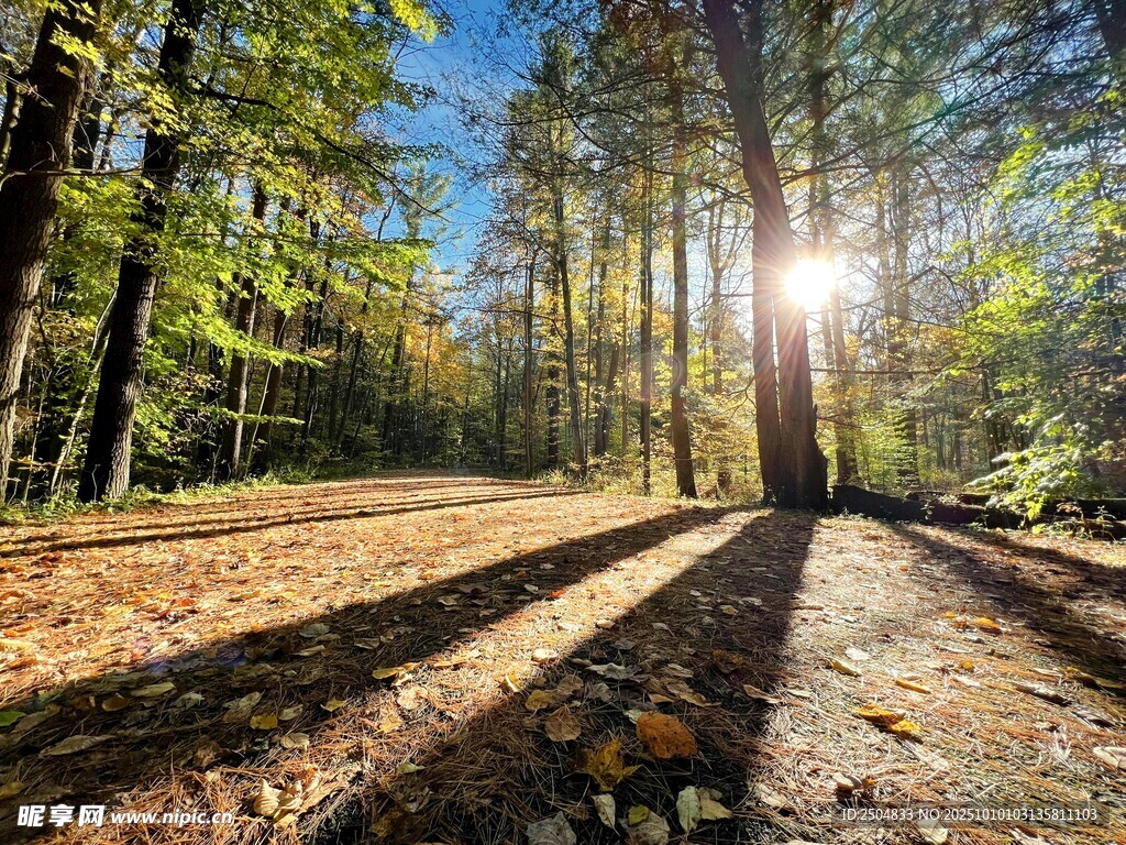 阳光洒落林间的静谧小道