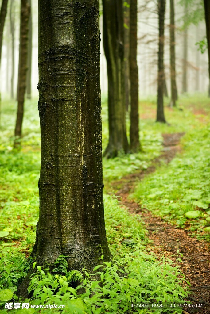 林间幽径 绿意盎然的森林