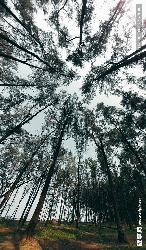 仰望茂密挺拔的参天树林