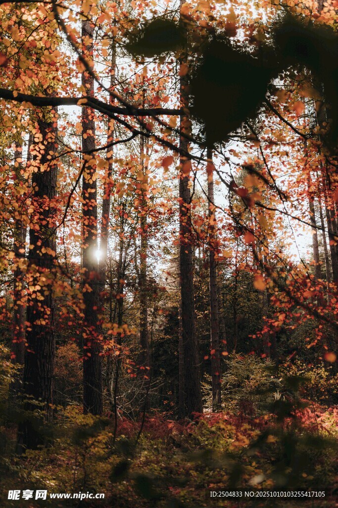 秋日森林斑斓景致