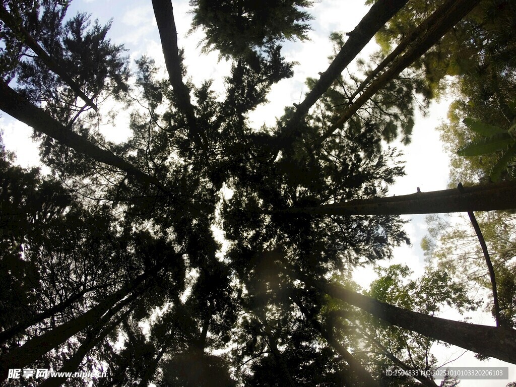 仰望茂密森林参天大树