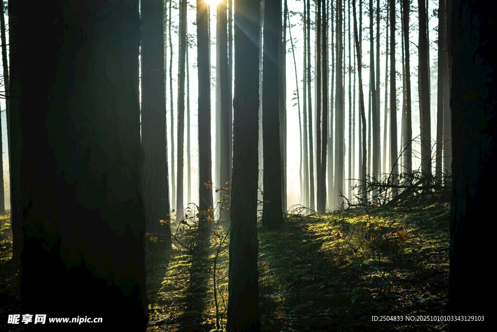 阳光穿透树林的静谧美景