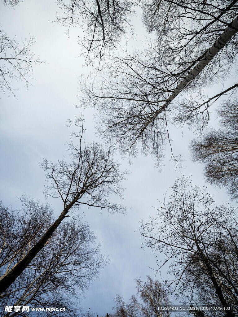 仰视冬日枯树林梢