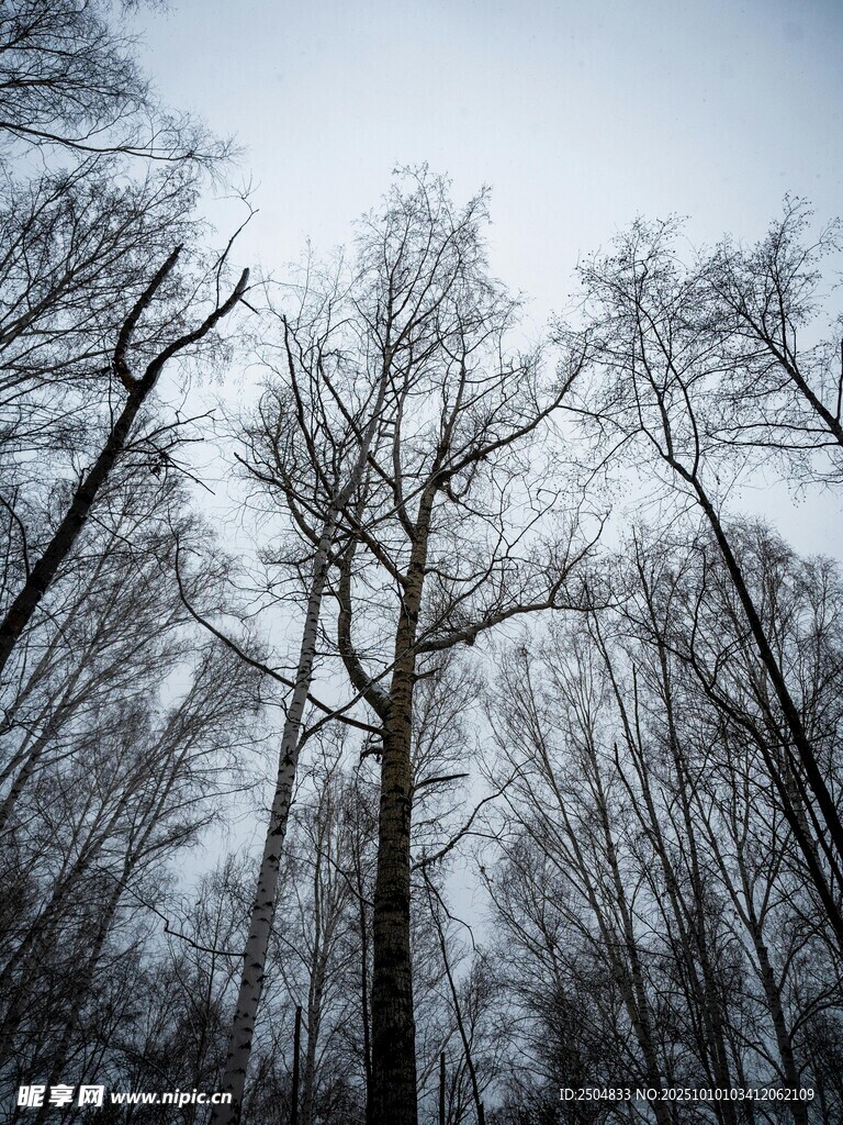 冬日枯树林景象