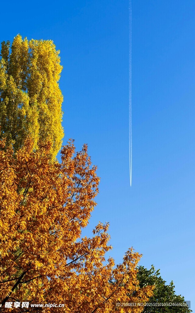 秋日彩叶树 蓝天背景美