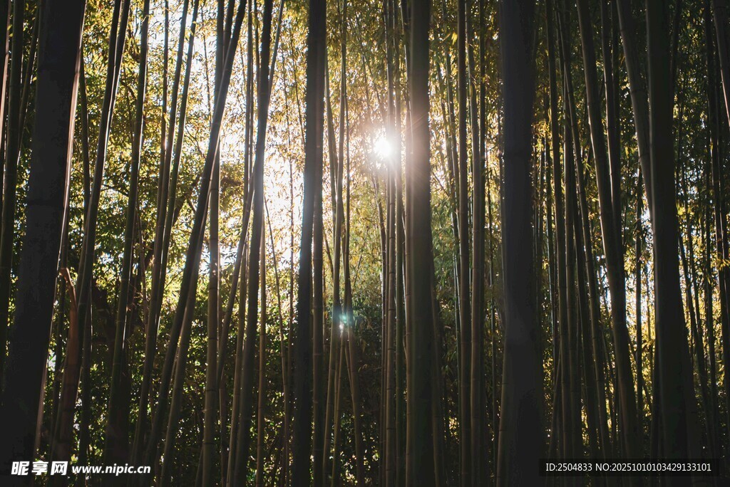 阳光穿透林间的静谧时刻