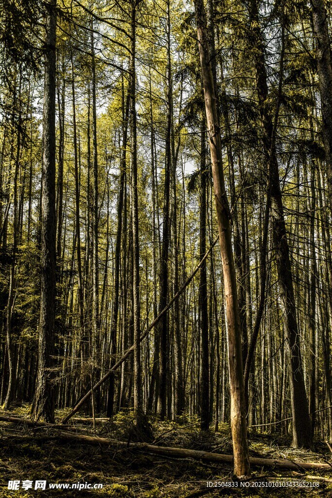 茂密森林中的挺拔树木