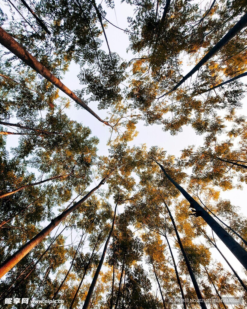 仰视冬日森林高大树木