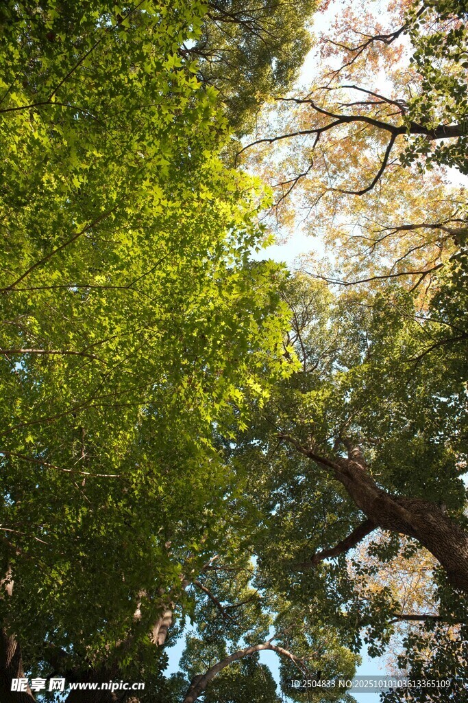 仰视葱郁树冠的自然景致