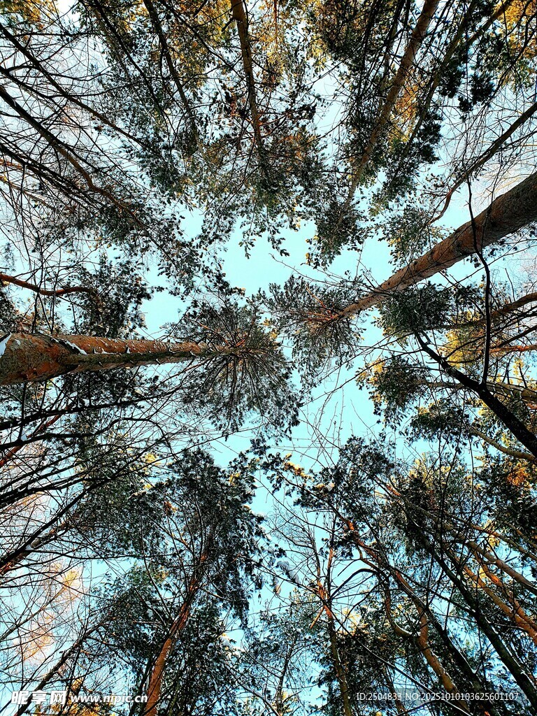 仰视冬日森林树木景观