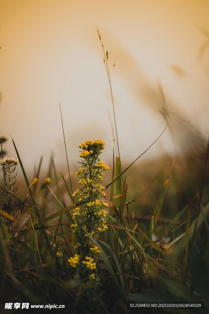 夕阳下的野花野草
