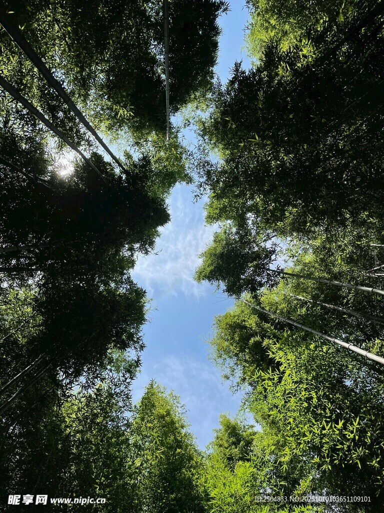 仰望葱郁森林蓝天美景