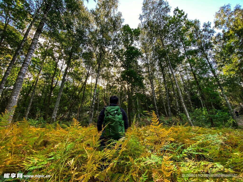 徒步者穿行于森林与蕨类间