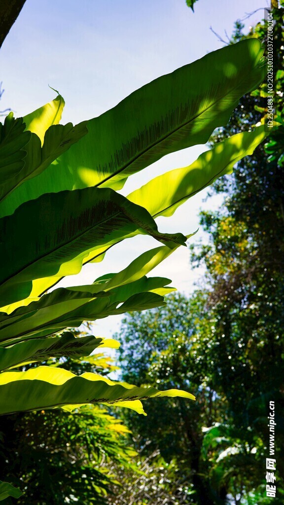 阳光下的葱郁绿叶