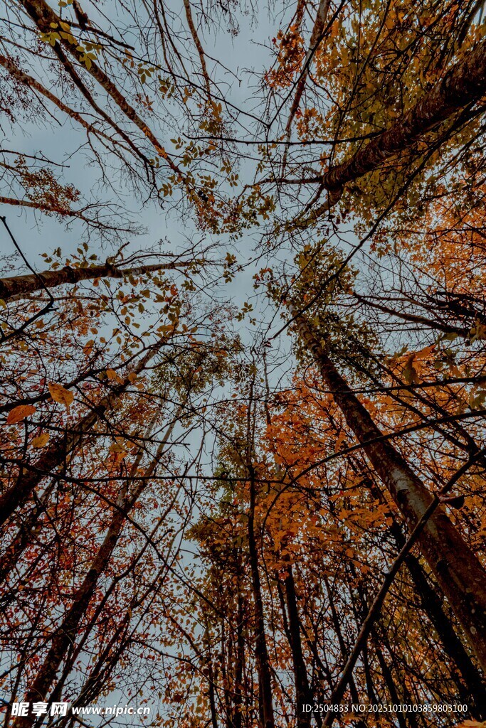 仰视秋日斑斓树林