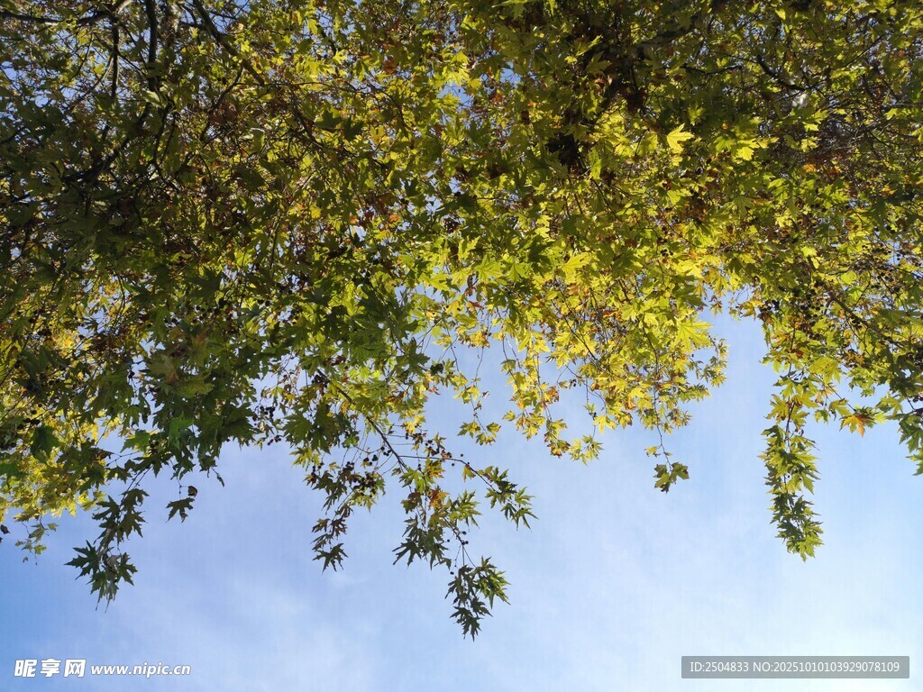 蓝天映衬下的繁茂枝叶