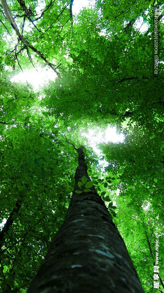 仰望葱郁森林中的高耸树木