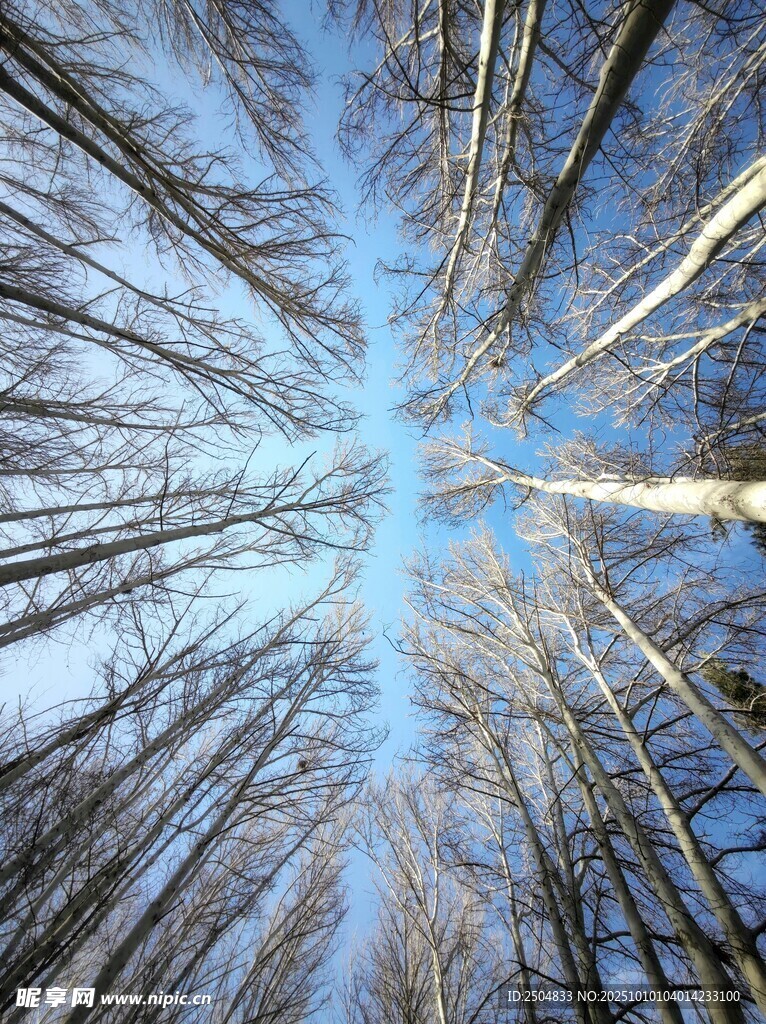 仰视冬日树林蓝天景象