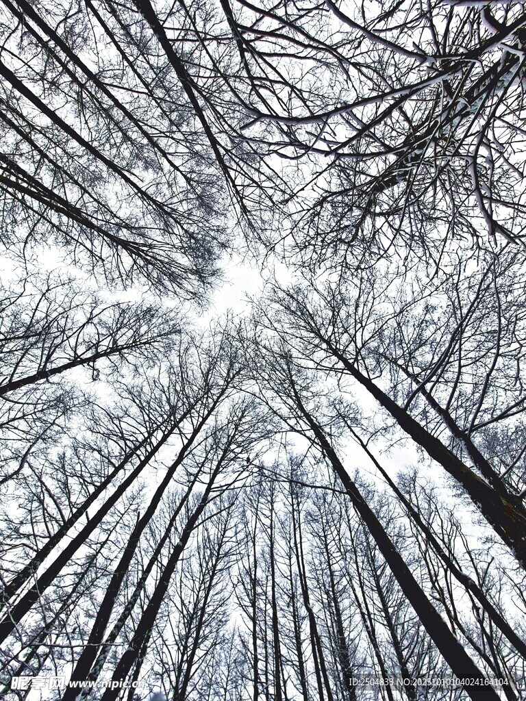 冬日森林仰拍树木景象