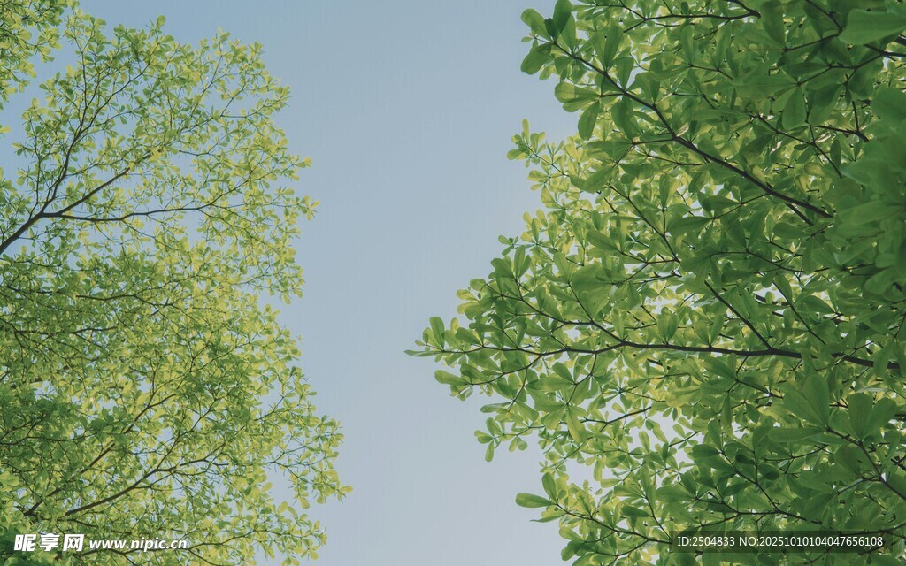 仰视绿树蓝天美景
