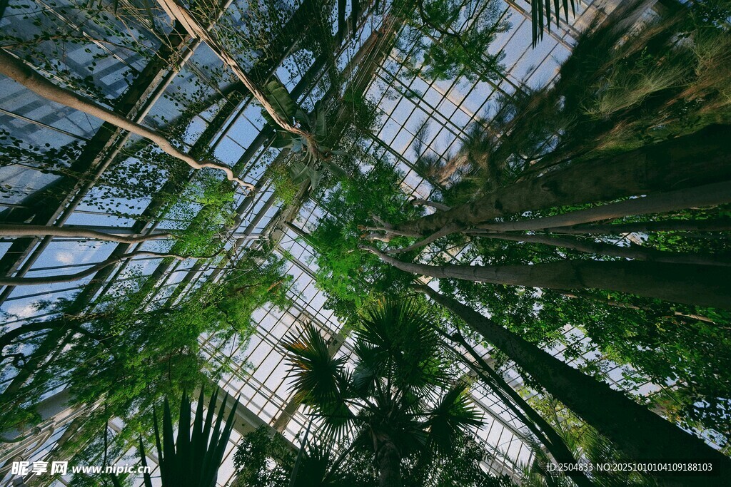 温室中的繁茂绿植