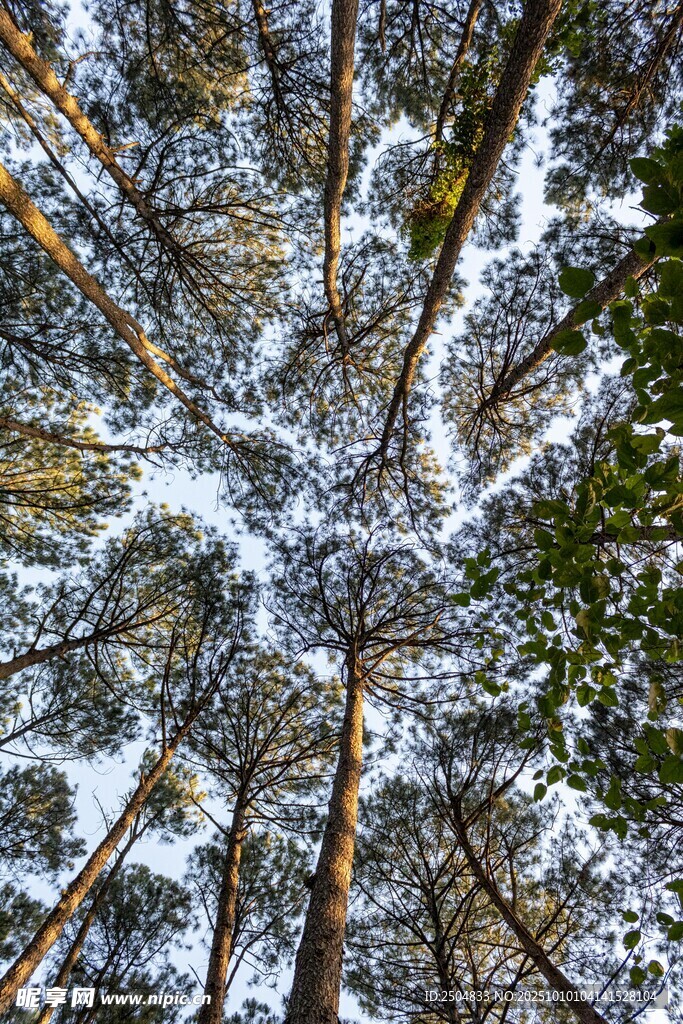 仰视雪覆树林的壮美景观