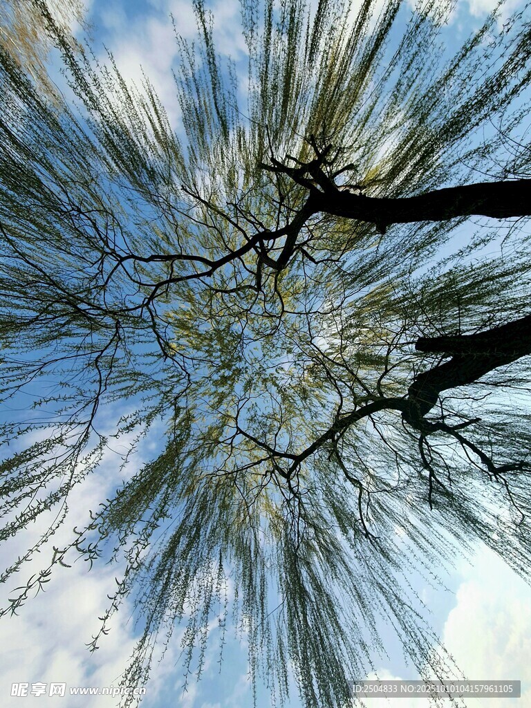 仰视垂柳枝桠与蓝天